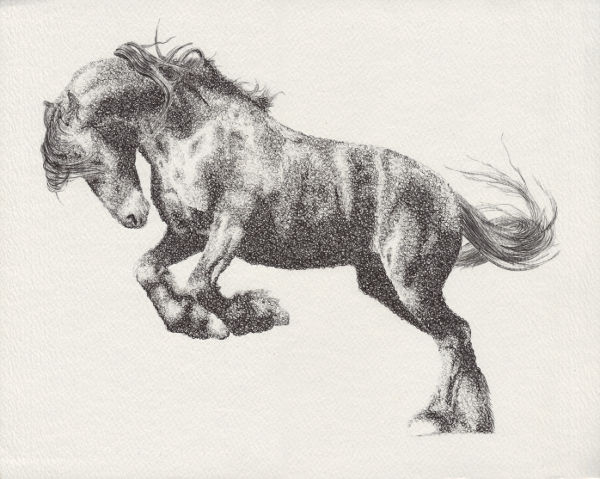 ShinyShireHorse