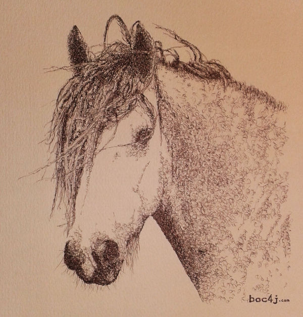 HorsePortrait