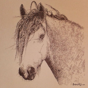 HorsePortrait